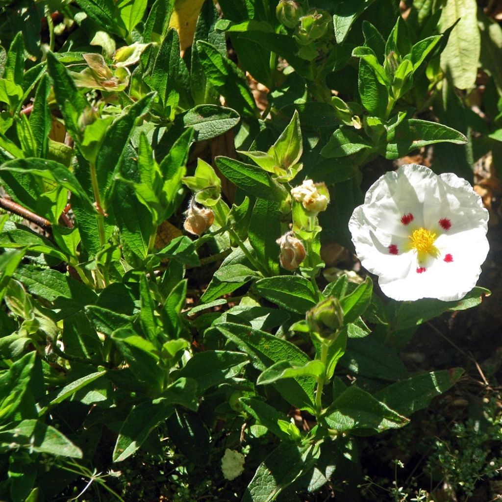 Cistus obtusifolius - Cisto