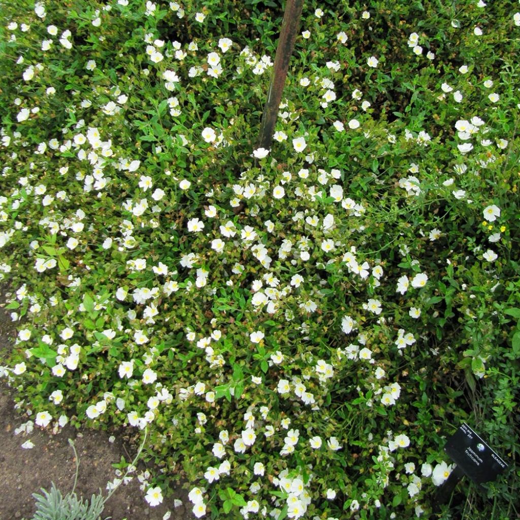 Cistus obtusifolius - Cisto