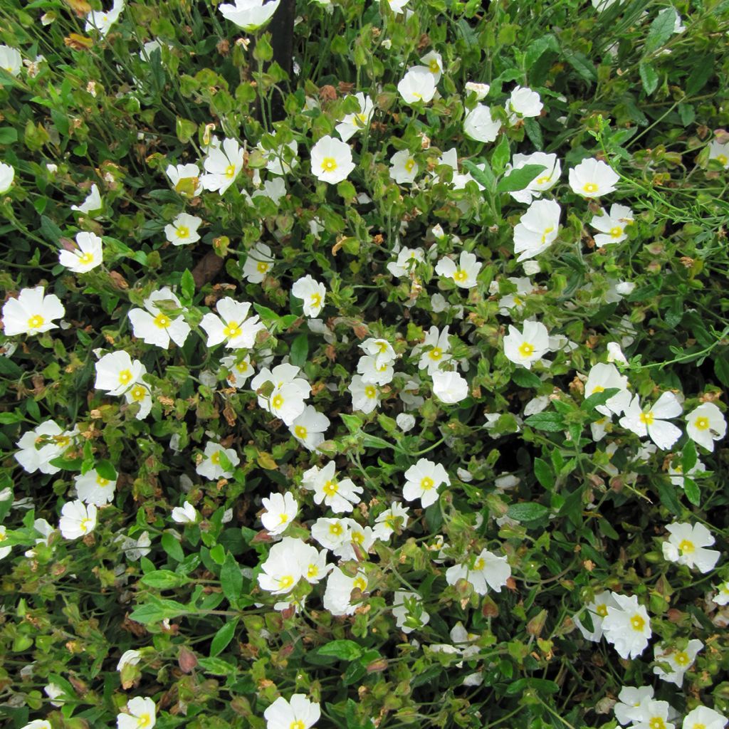 Cistus obtusifolius - Cisto