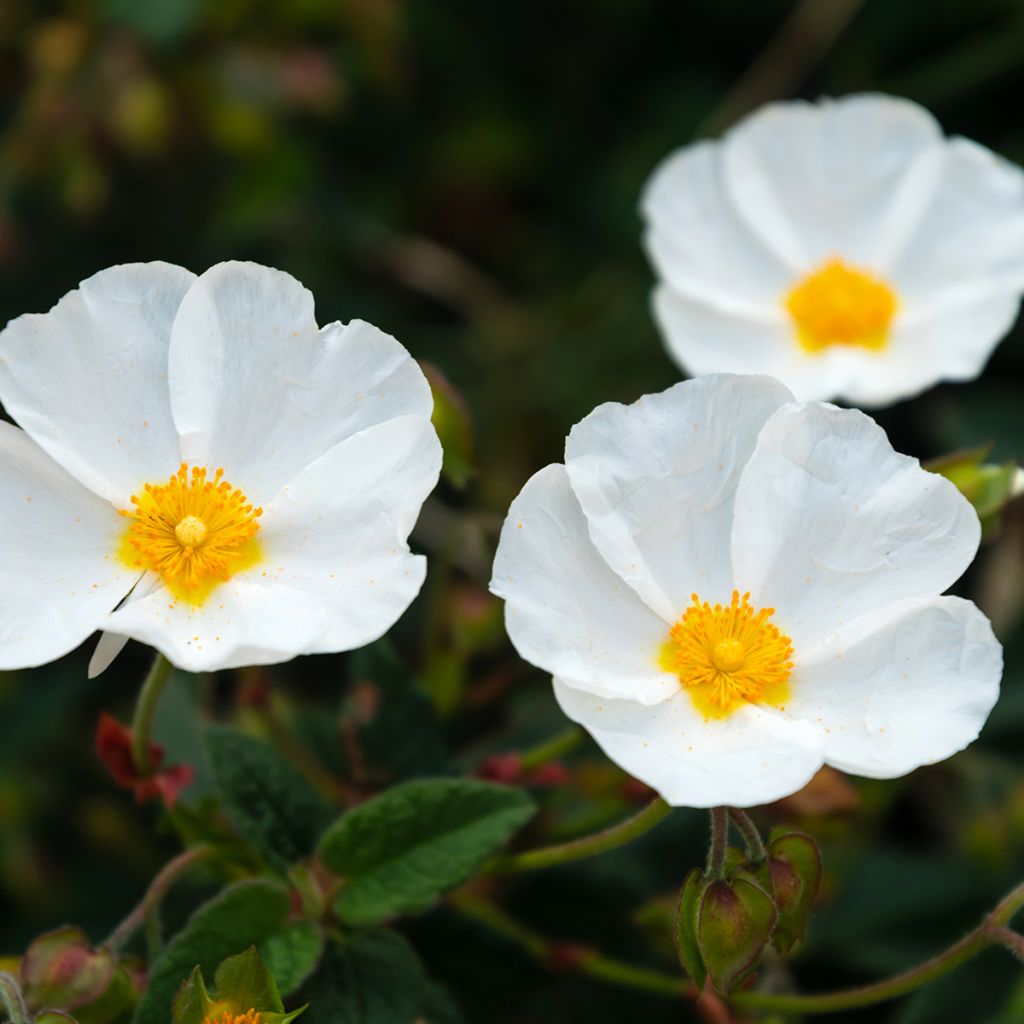 Cistus obtusifolius - Cisto