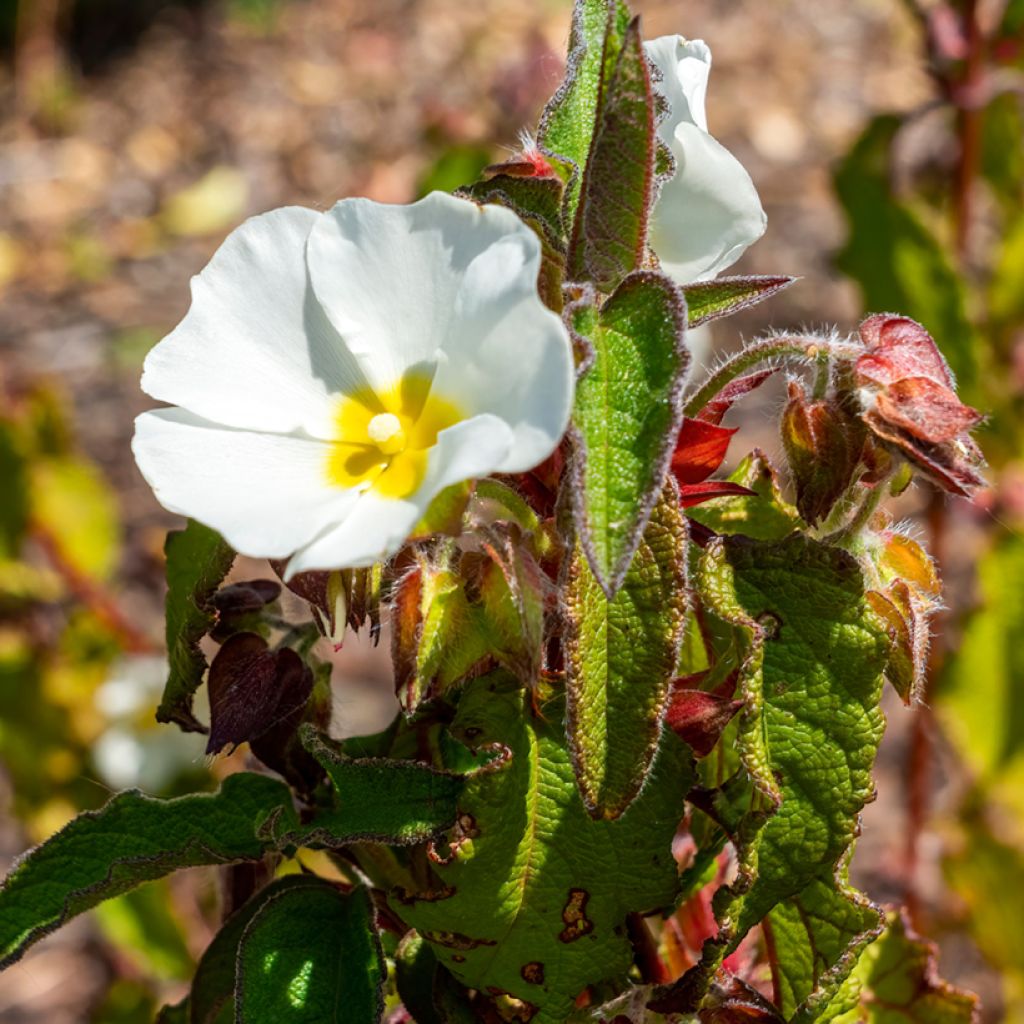 Cistus populifolius - Cisto