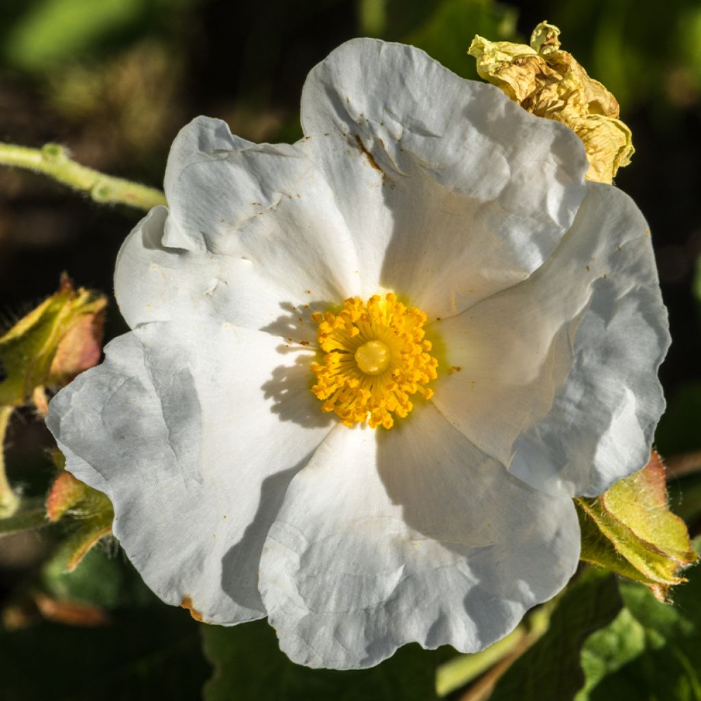 Cistus populifolius - Cisto