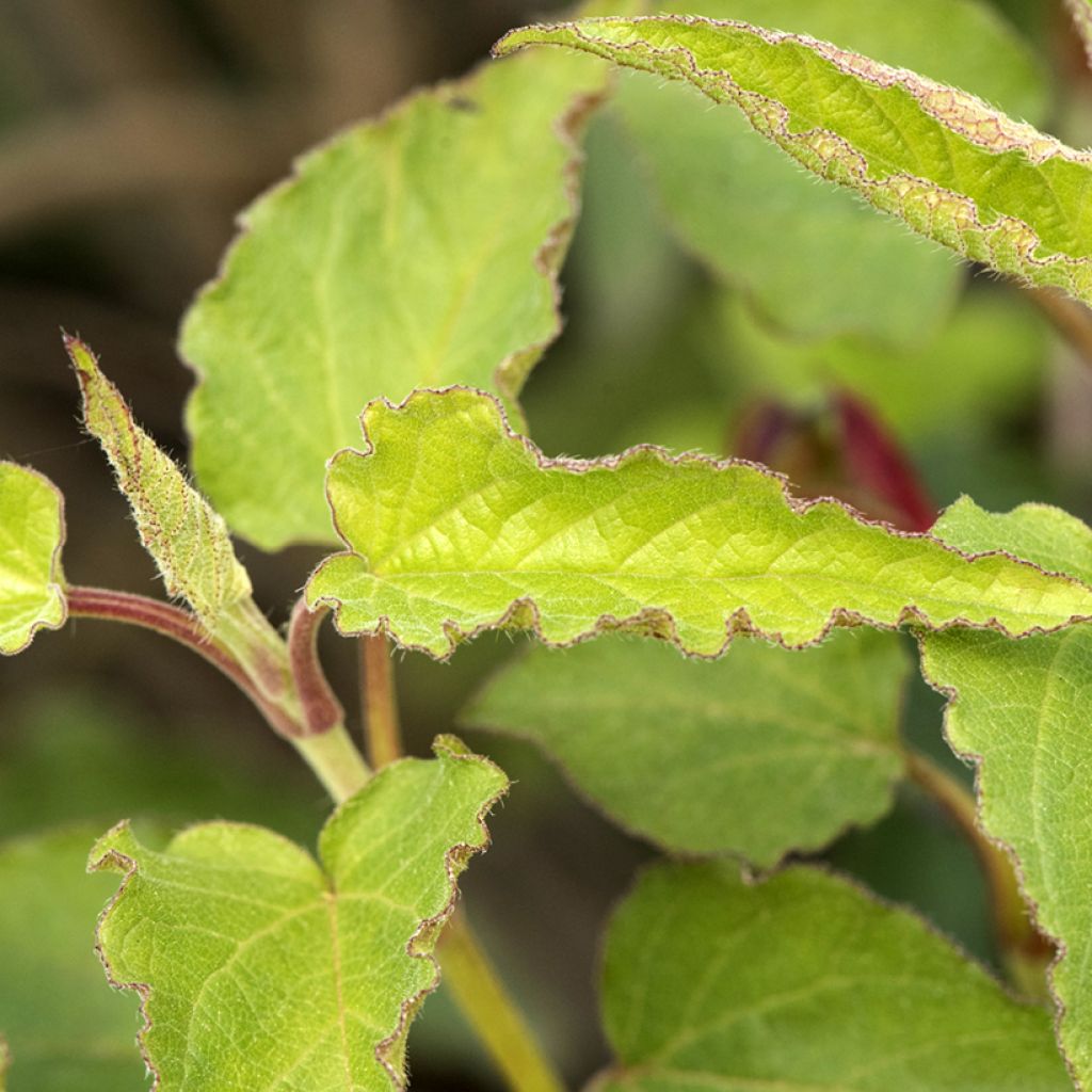 Cistus populifolius - Cisto