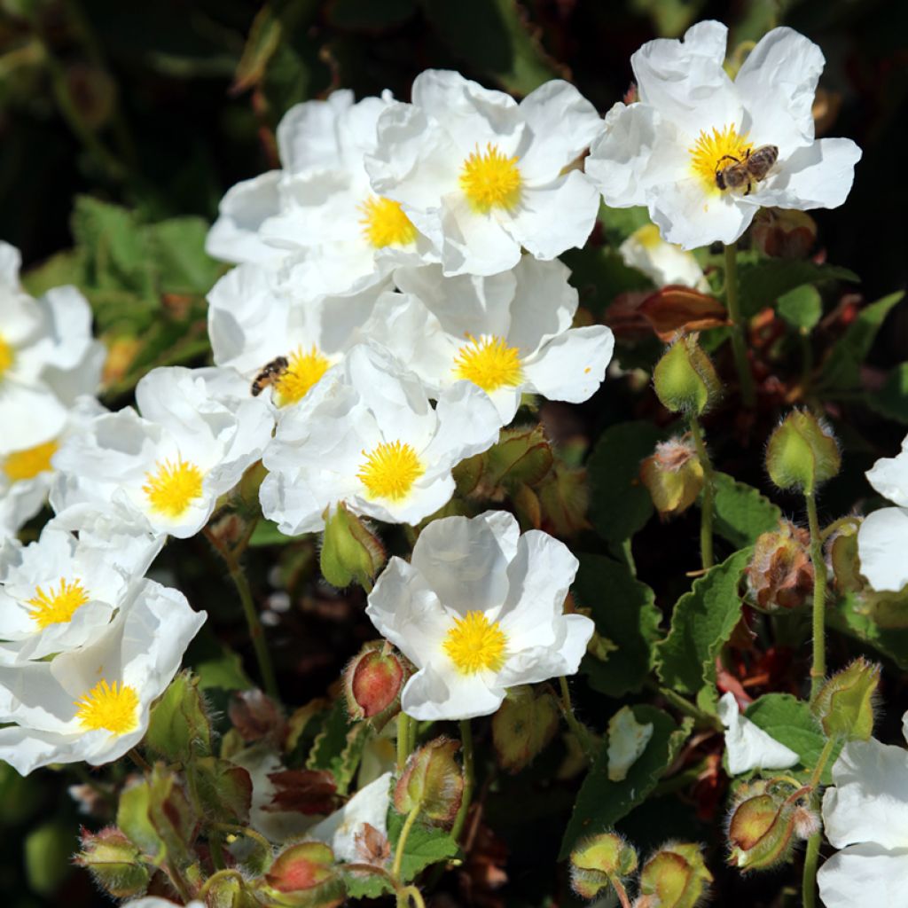 Cistus populifolius - Cisto