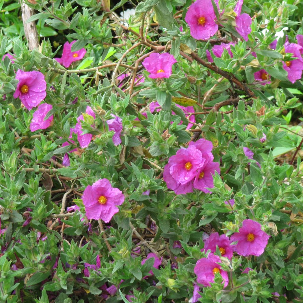 Cistus pulverulentus - Cisto