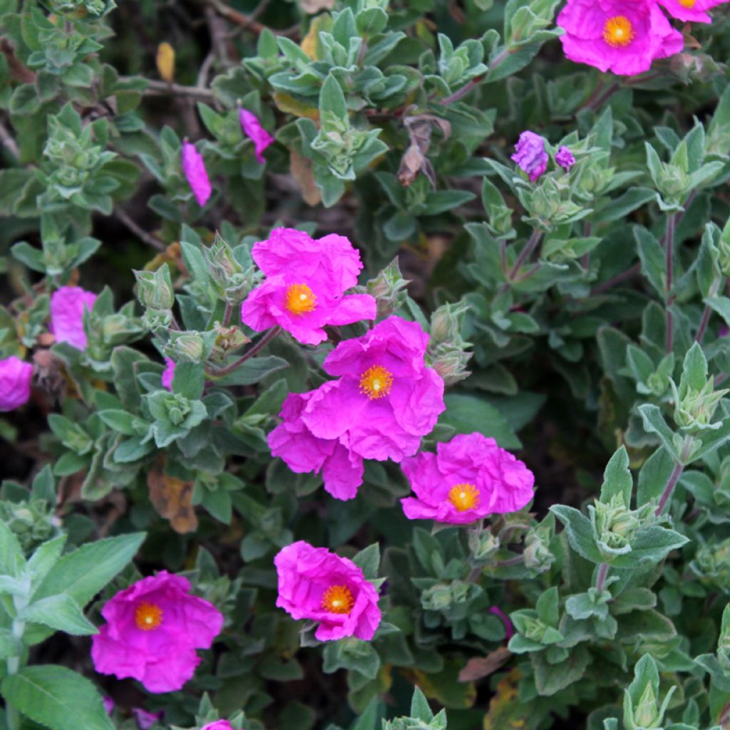 Cistus pulverulentus - Cisto