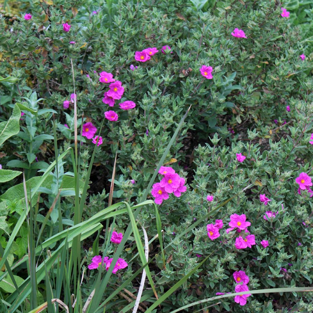 Cistus pulverulentus - Cisto