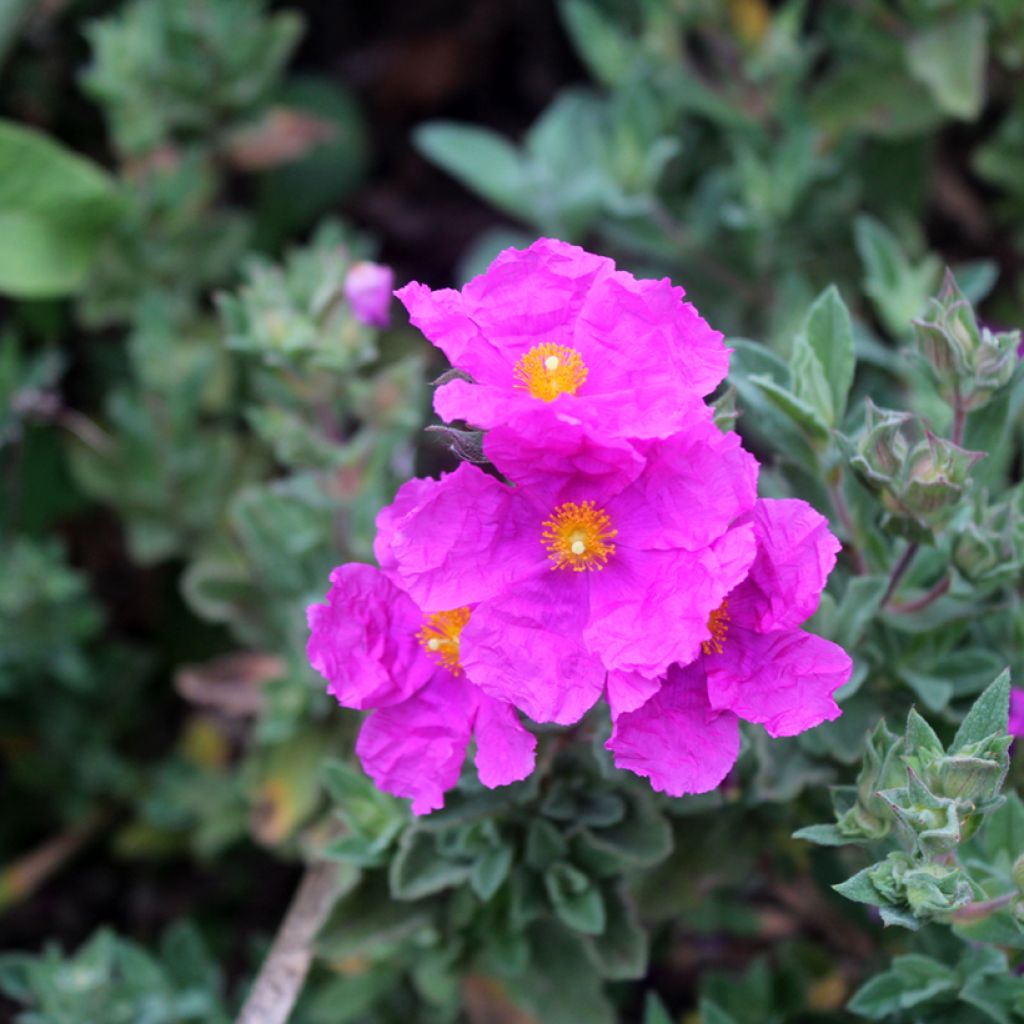 Cistus pulverulentus - Cisto