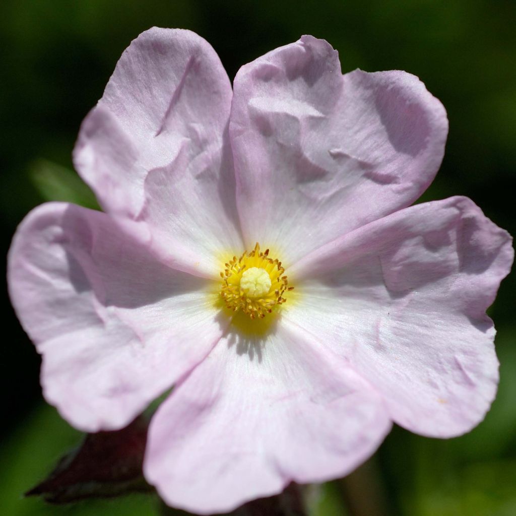 Cistus skanbergii - Cisto