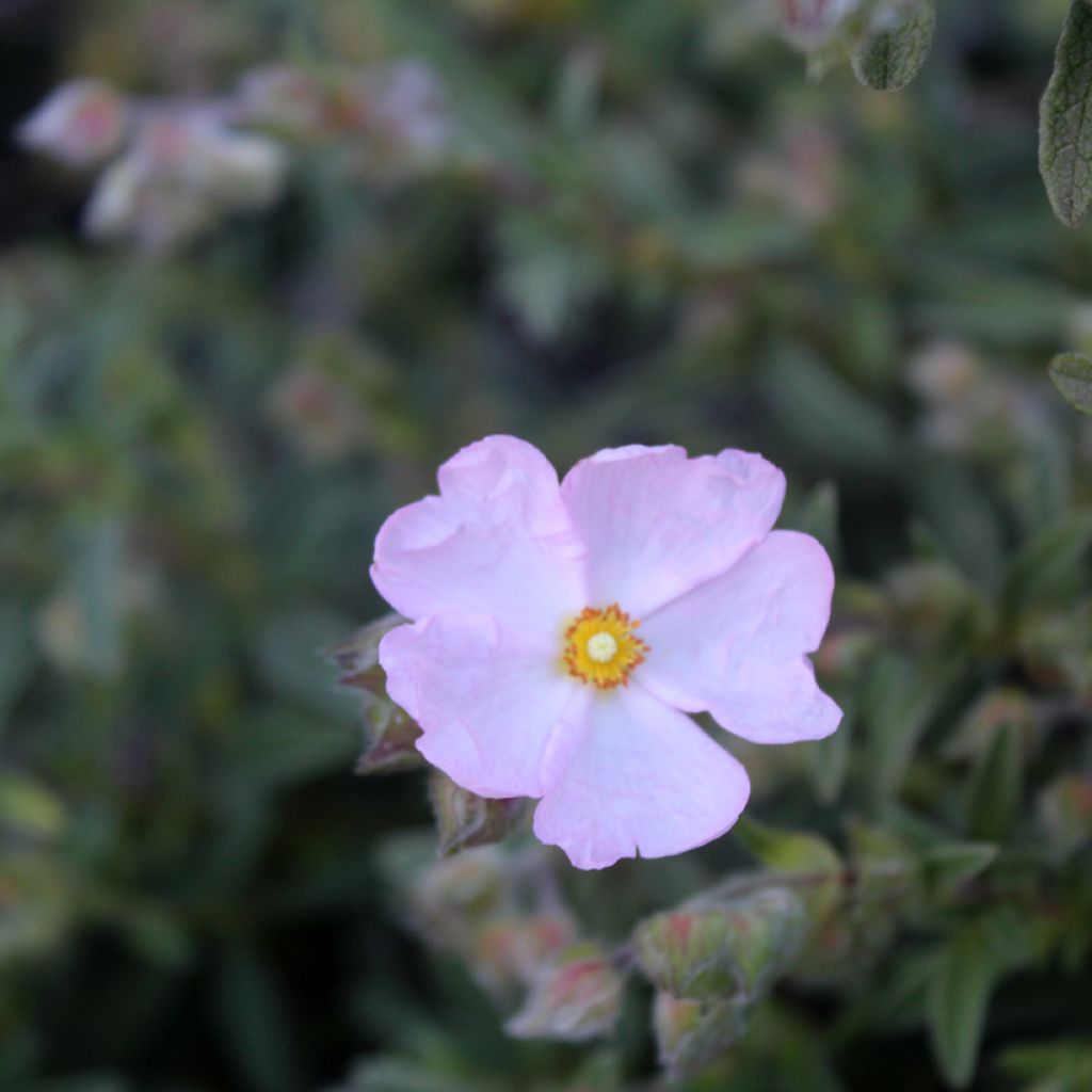 Cistus skanbergii - Cisto