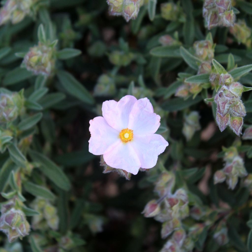 Cistus skanbergii - Cisto