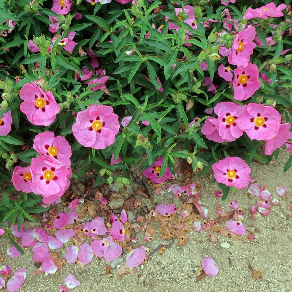 Cistus x purpureus Betty Taudevin - Ciste pourpre