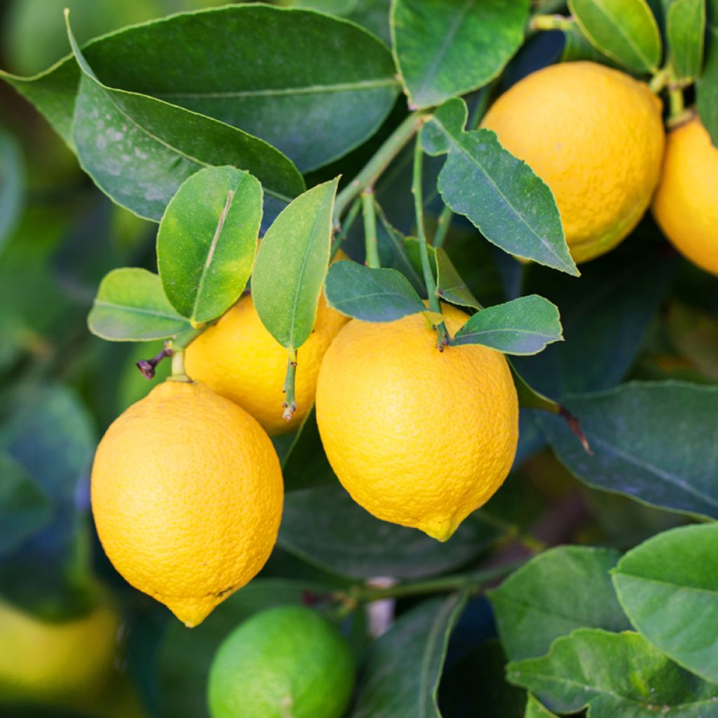 Citrus limon 4 stagioni - Limone