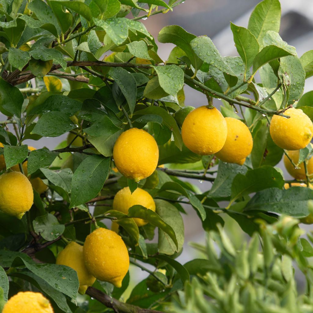 Citrus limon 4 stagioni - Limone