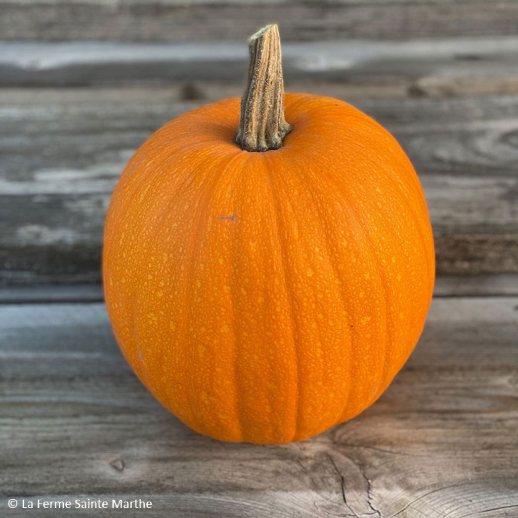 Zucca decorativa 'Jack O'Lantern' Bio - Ferme de Sainte Marthe