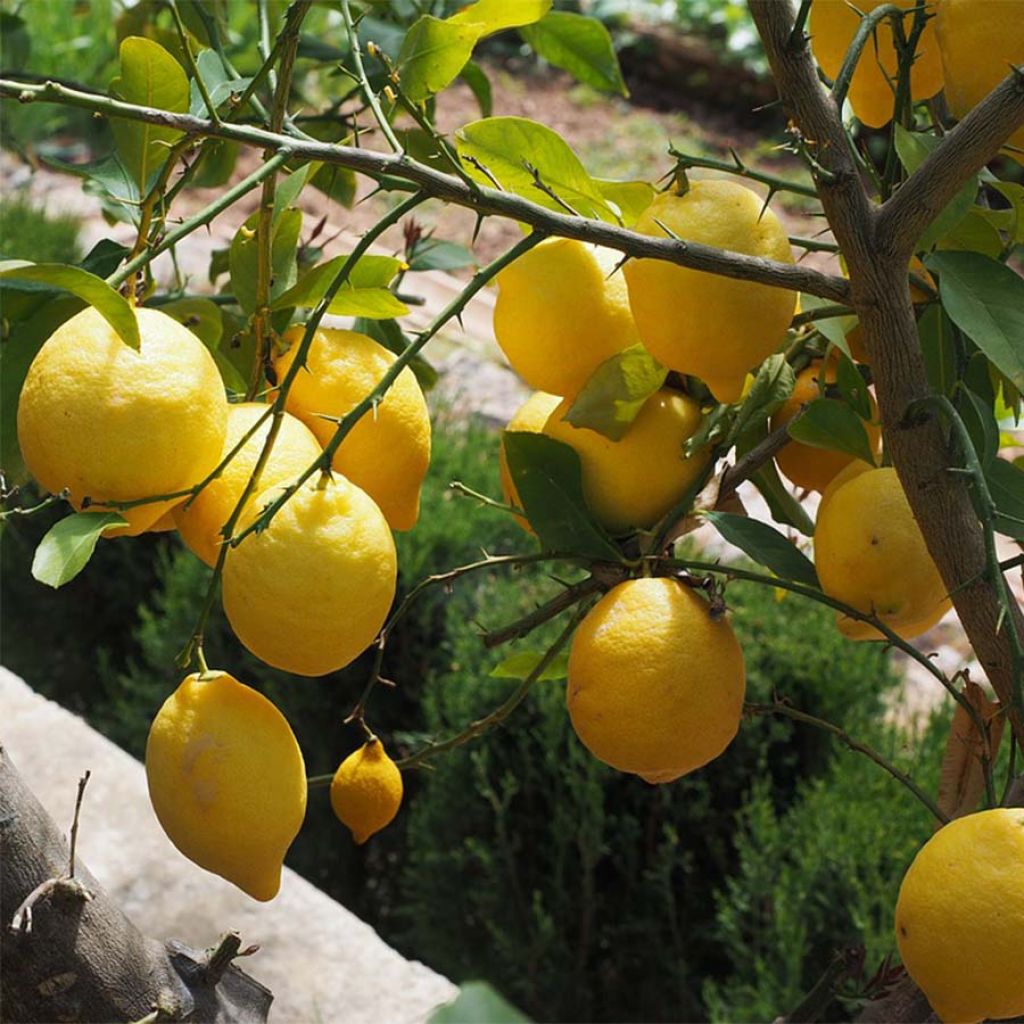 Citrus limon 4 stagioni - Limone