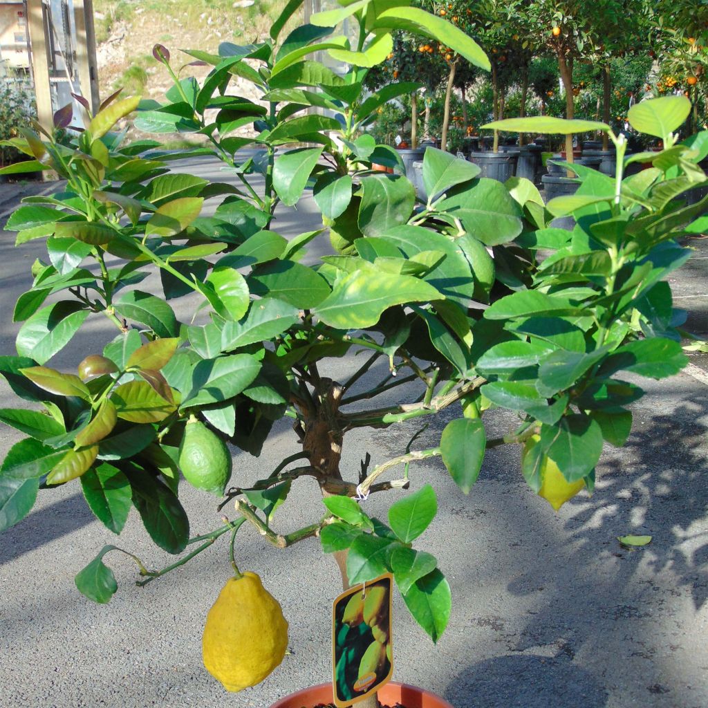 Citrus limon 4 stagioni - Limone