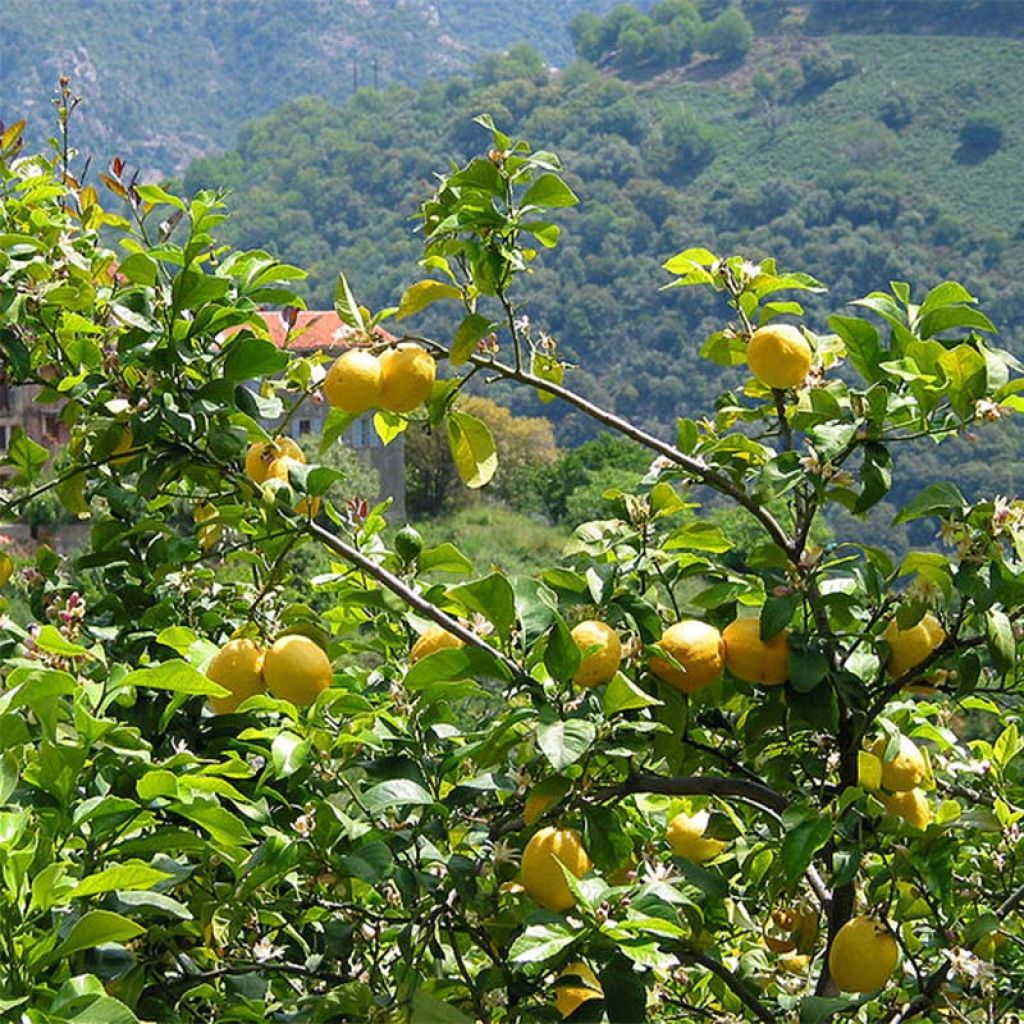 Citrus limon 4 stagioni - Limone