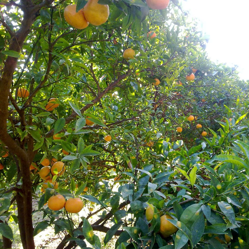 Citrus reticulata subsp. unshiu - Mandarino satsuma