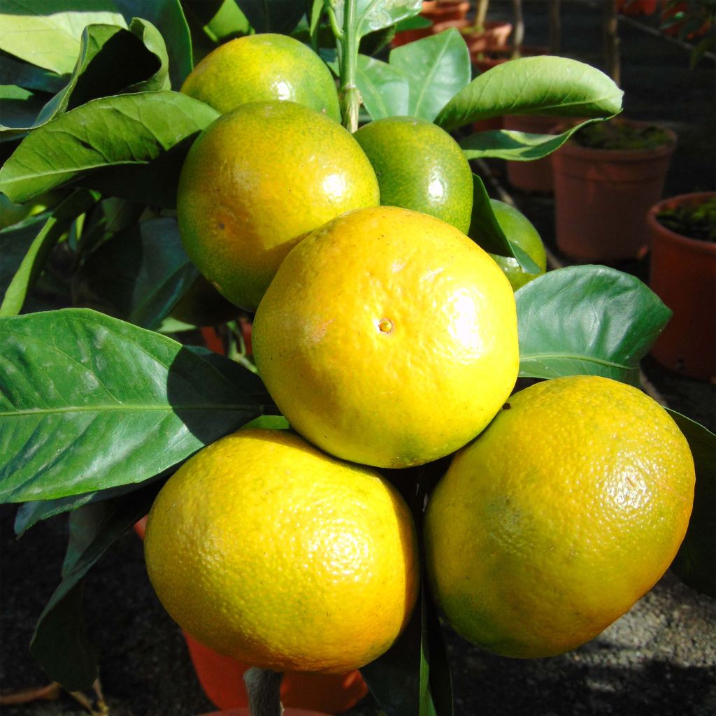 Citrus reticulata subsp. unshiu - Mandarino satsuma