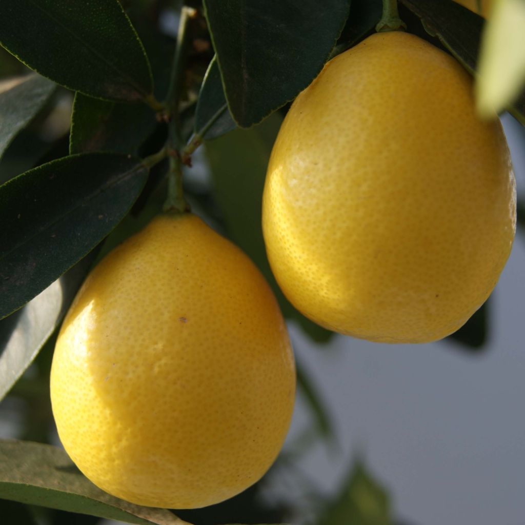 Citrus floridana - Limequat