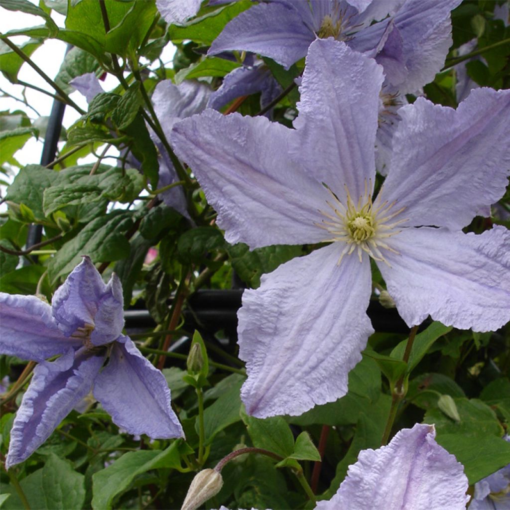 Clematis Blekitny aniol - Clematide