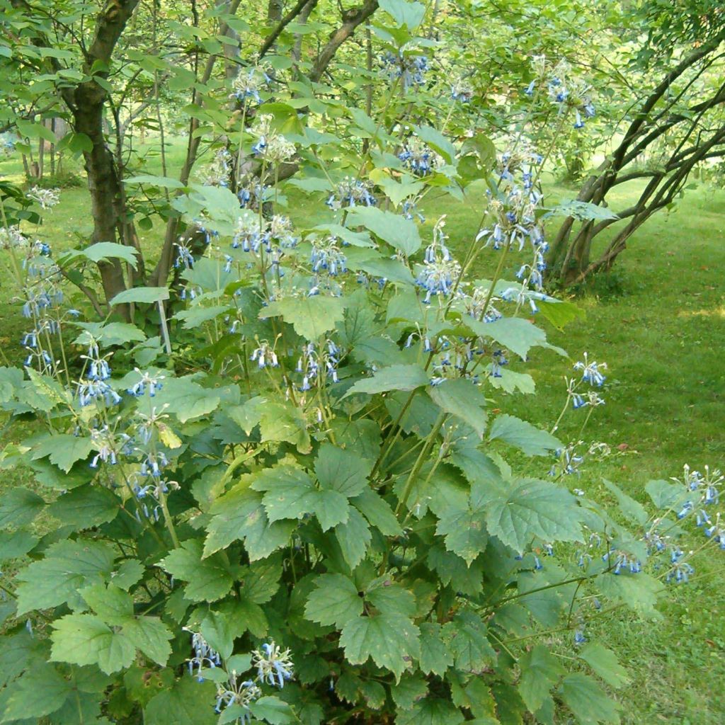 Clématite herbacée heracleifolia