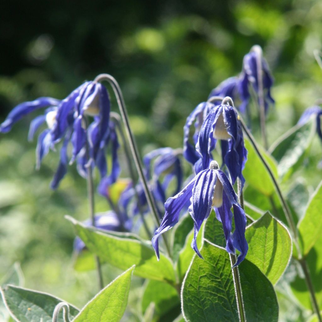 Clématite integrifolia