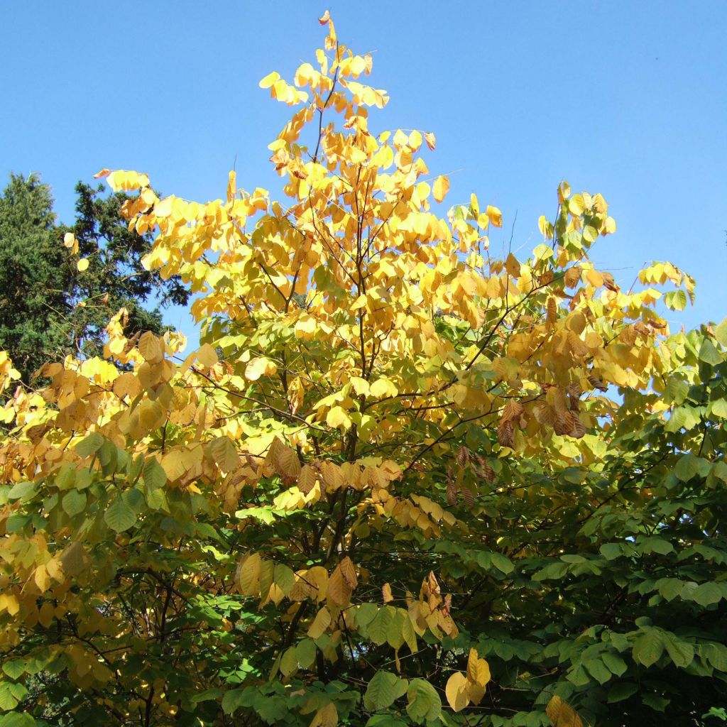 Cladrastis kentukea - Virgilier à bois jaune