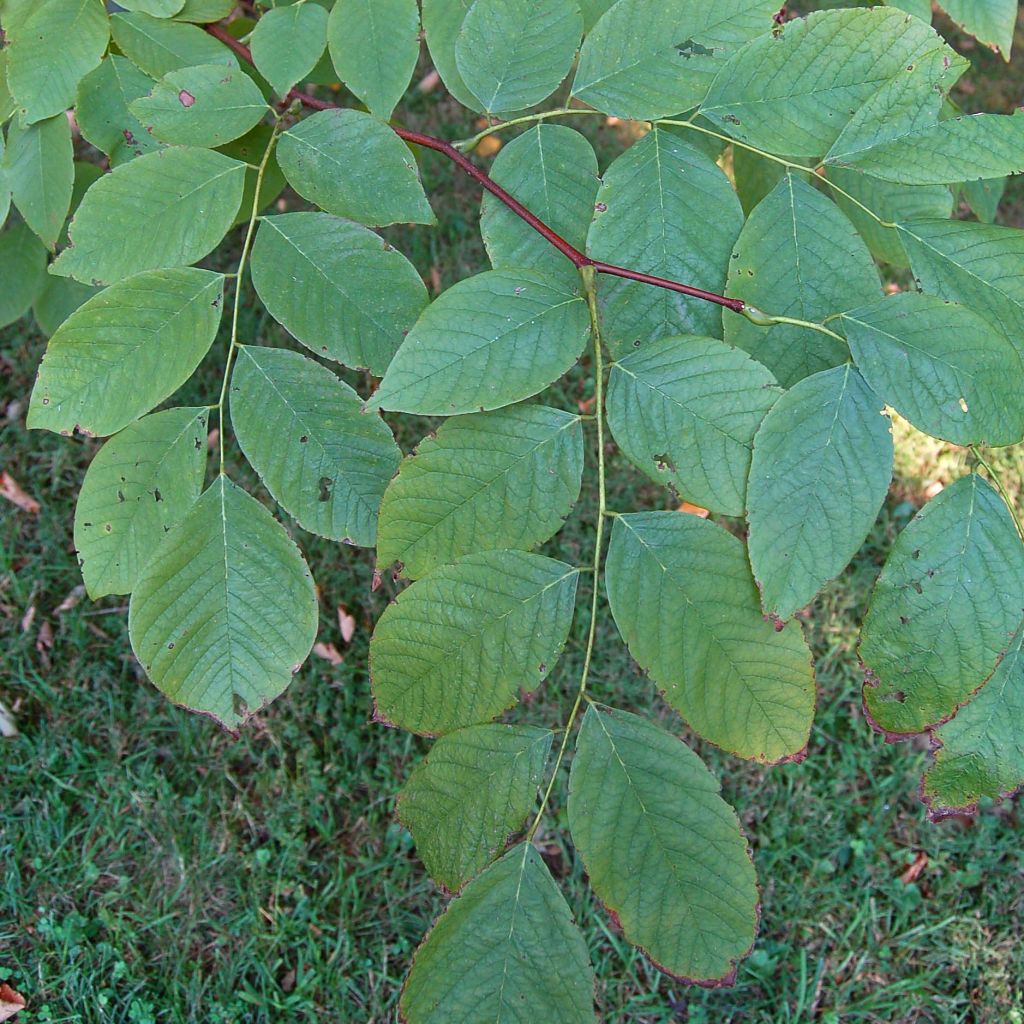 Cladrastis kentukea - Virgilier à bois jaune