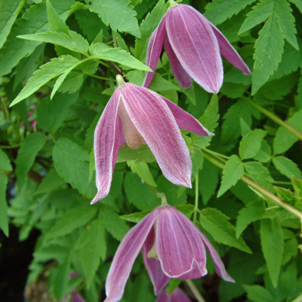 Clematis alpina Ruby - Clematide