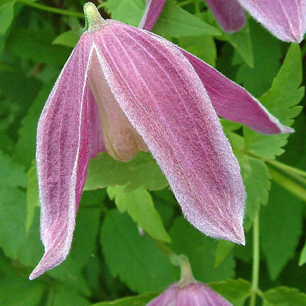 Clematis alpina Ruby - Clematide