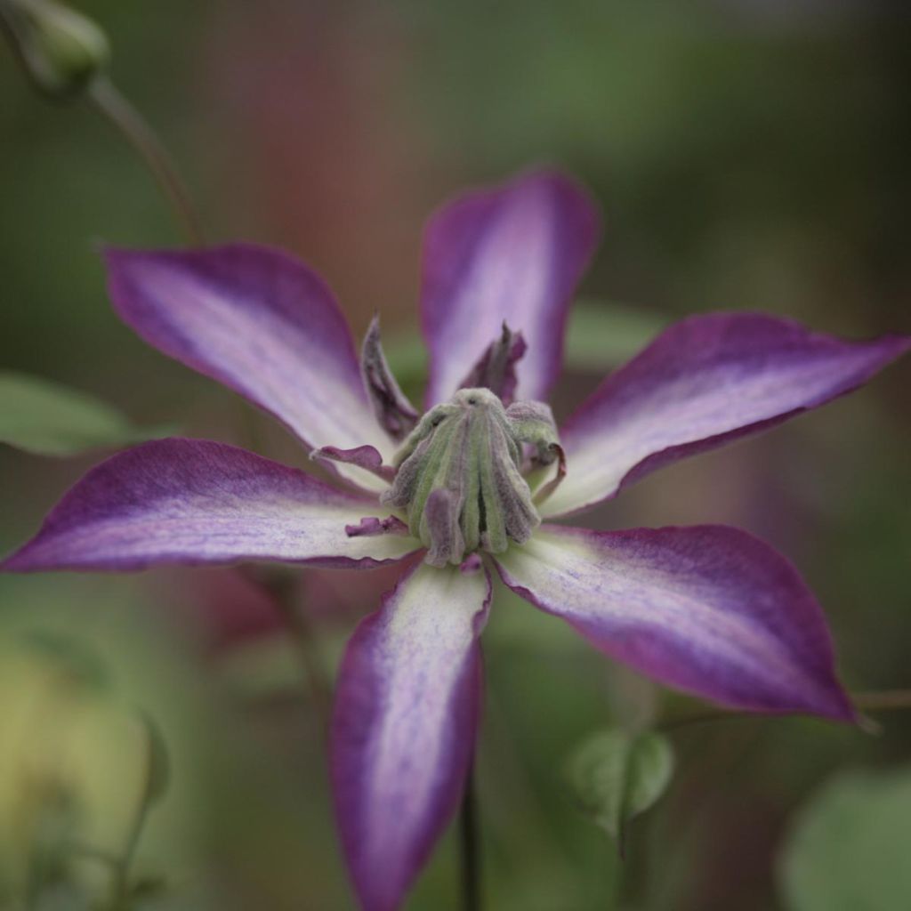 Clematis viticella Astra nova - Clematide