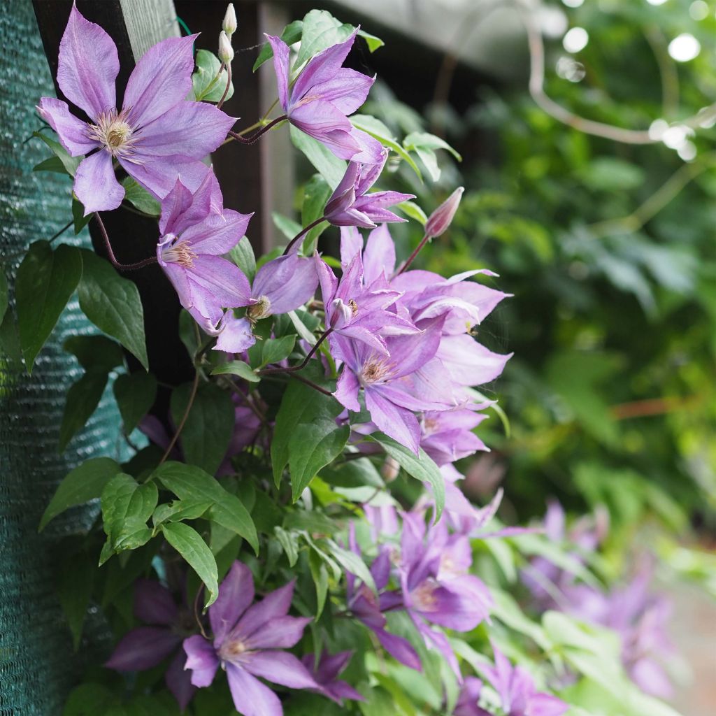 Clematis Dorothy Walton - Clematide