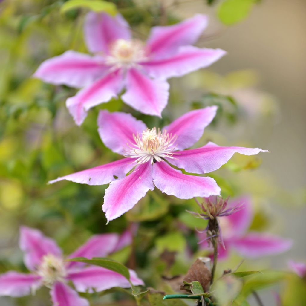 Clematis Docteur Ruppel - Clematide