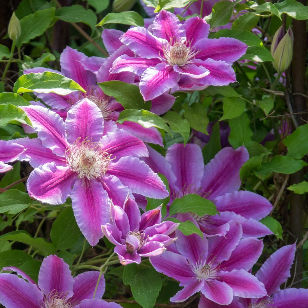 Clematis Docteur Ruppel - Clematide