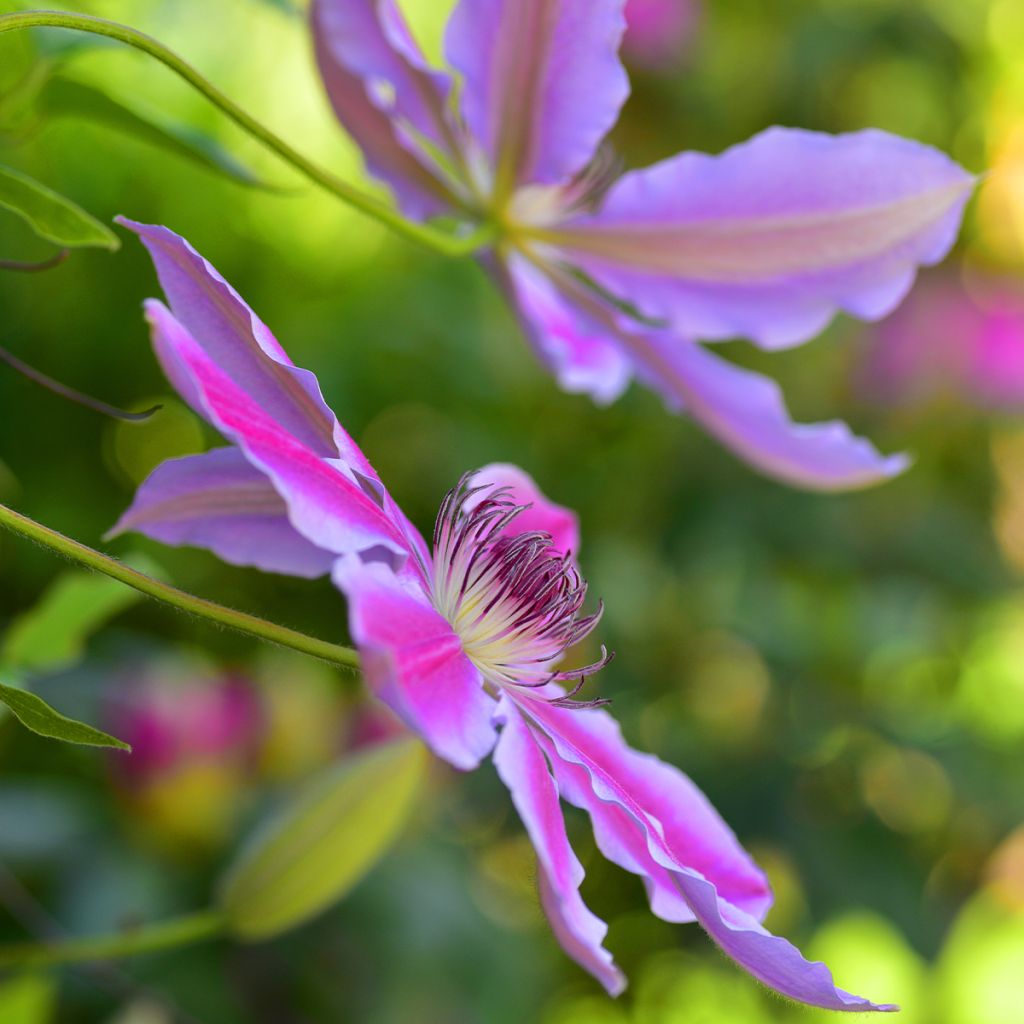 Clematis Docteur Ruppel - Clematide