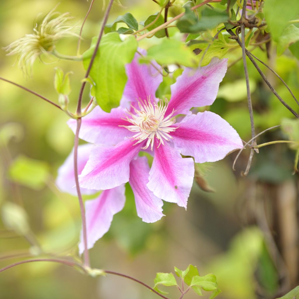 Clematis Docteur Ruppel - Clematide