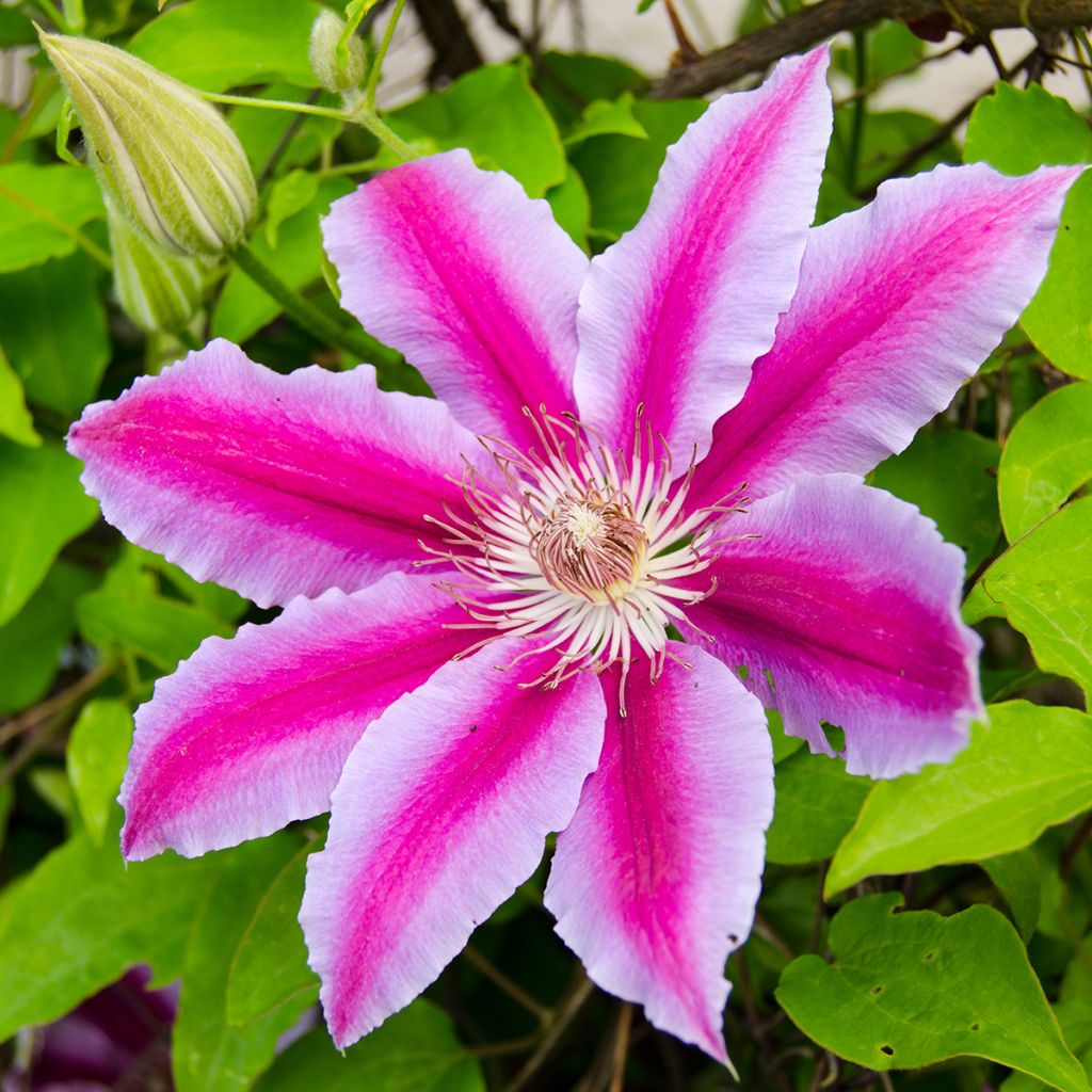 Clematis Docteur Ruppel - Clematide