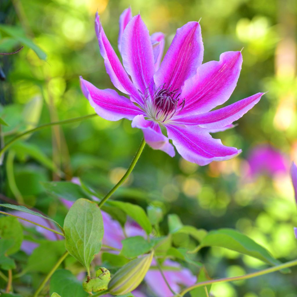 Clematis Docteur Ruppel - Clematide