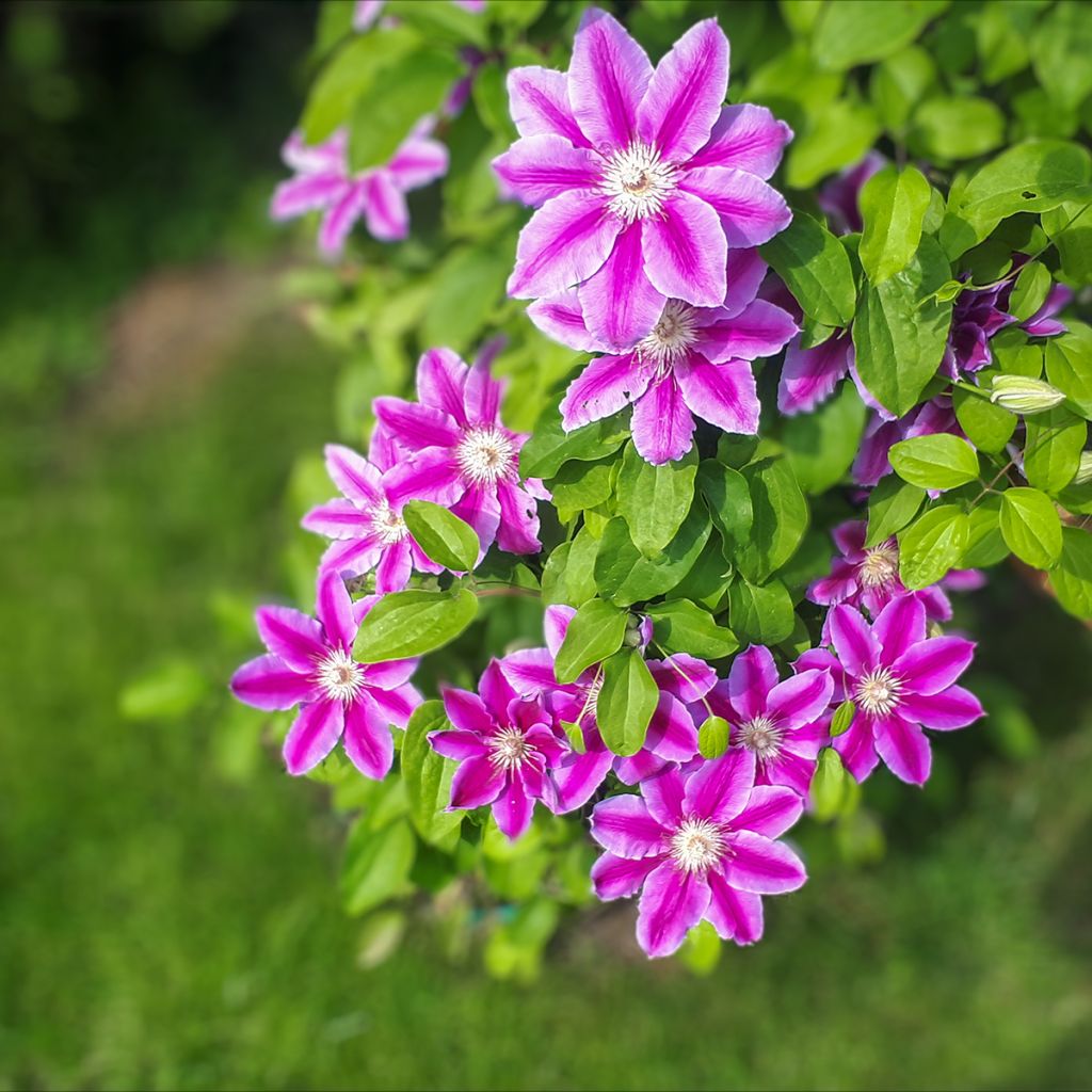 Clematis Docteur Ruppel - Clematide