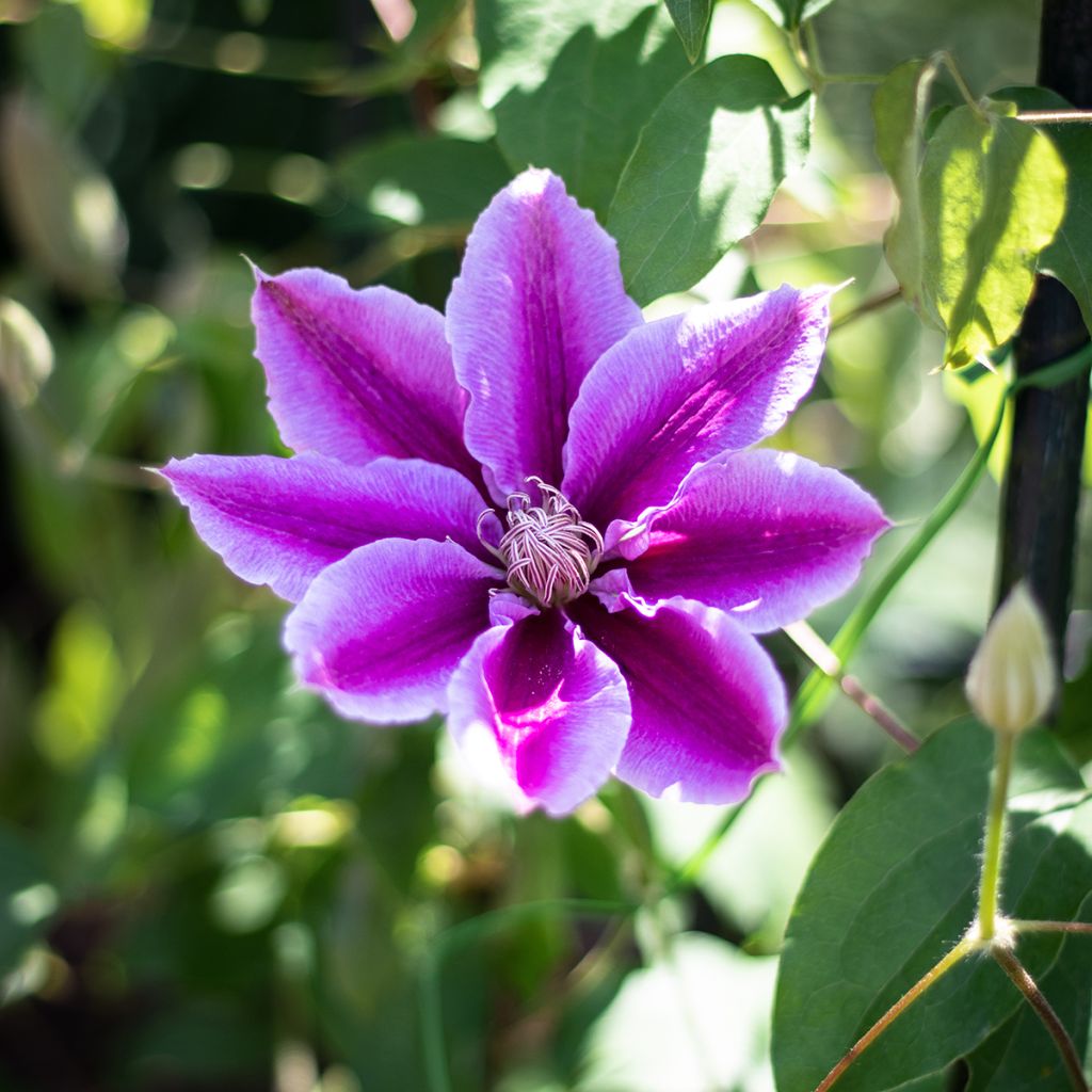 Clematis Docteur Ruppel - Clematide