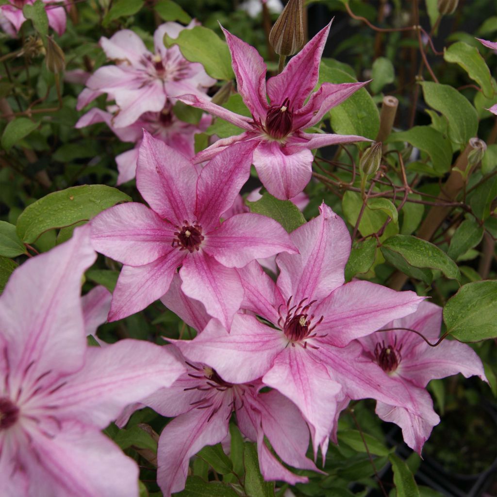 Clematis Isabella - Clematide