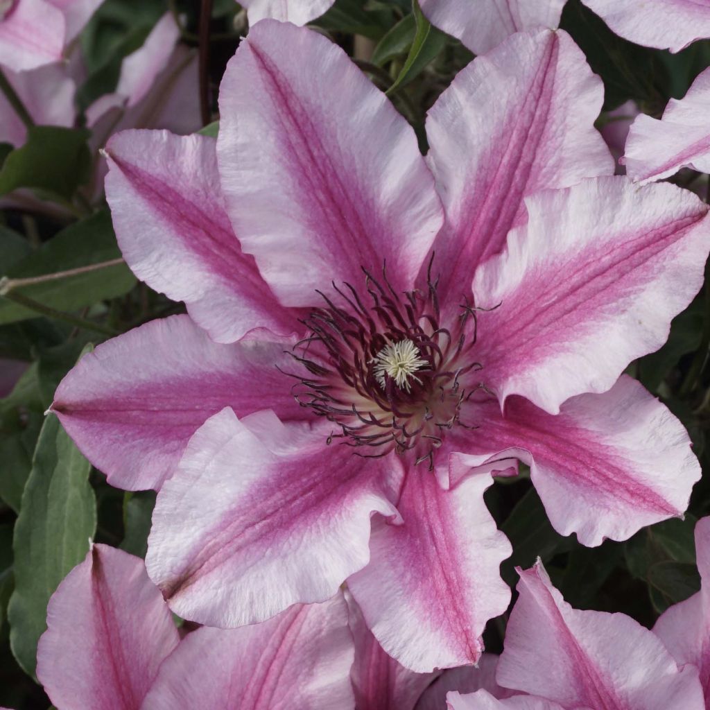 Clematis Isabella - Clematide