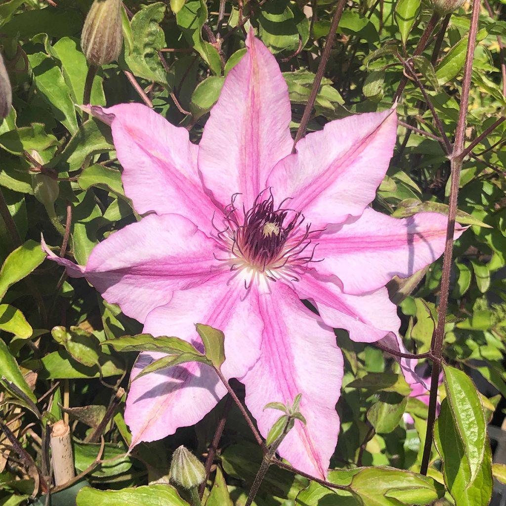 Clematis Isabella - Clematide