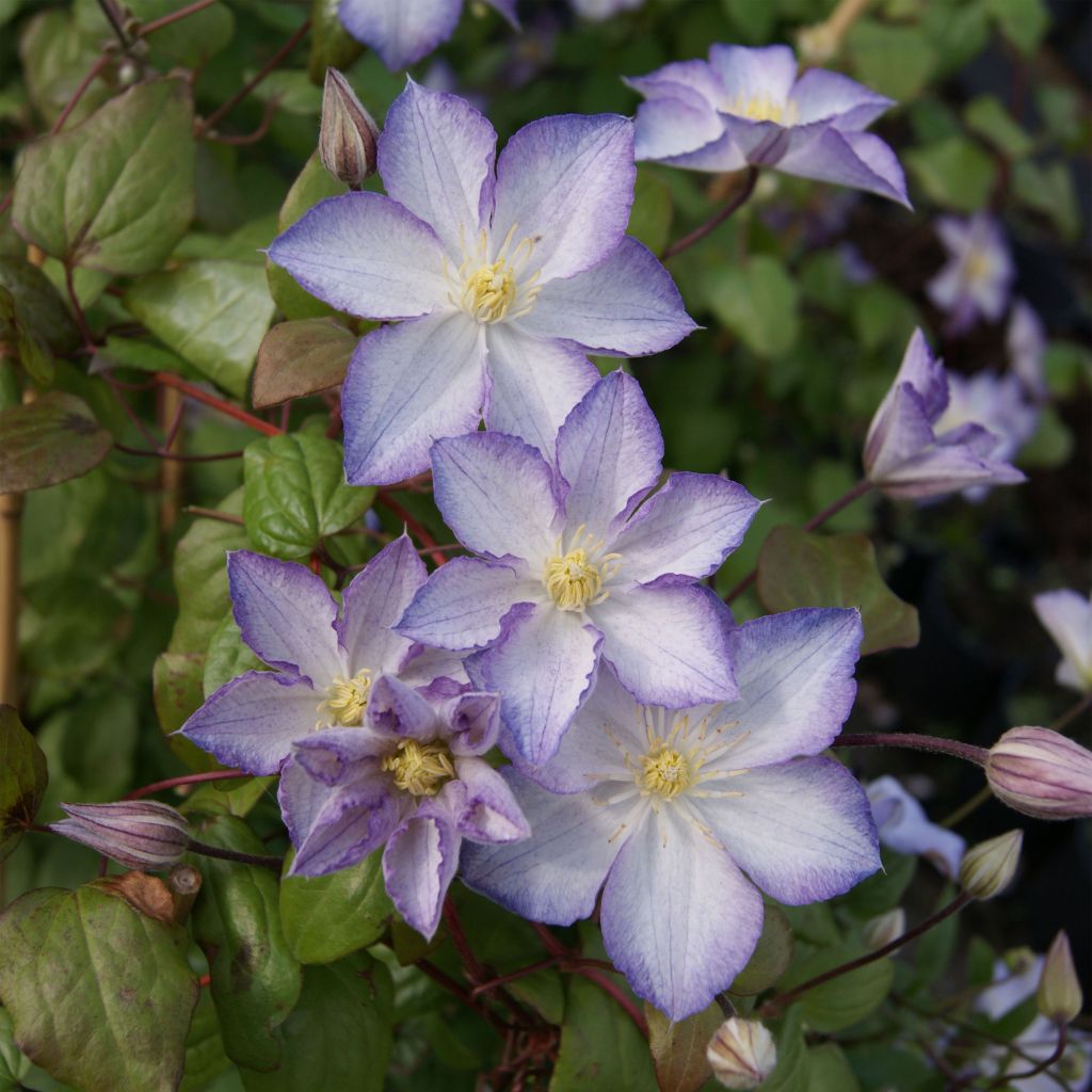 Clematis Lucky Charm - Clématite à grandes fleurs