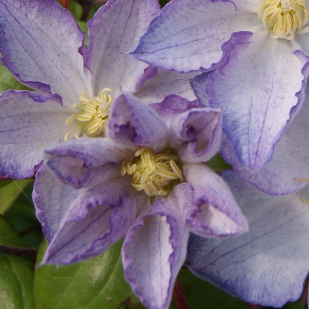 Clematis Lucky Charm - Clématite à grandes fleurs