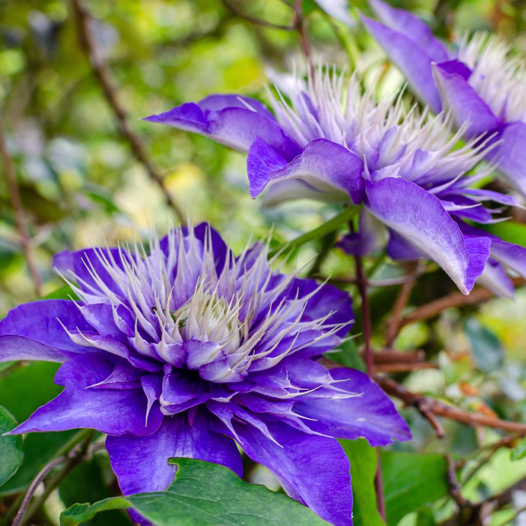 Clematis Multi Blue - Clematide