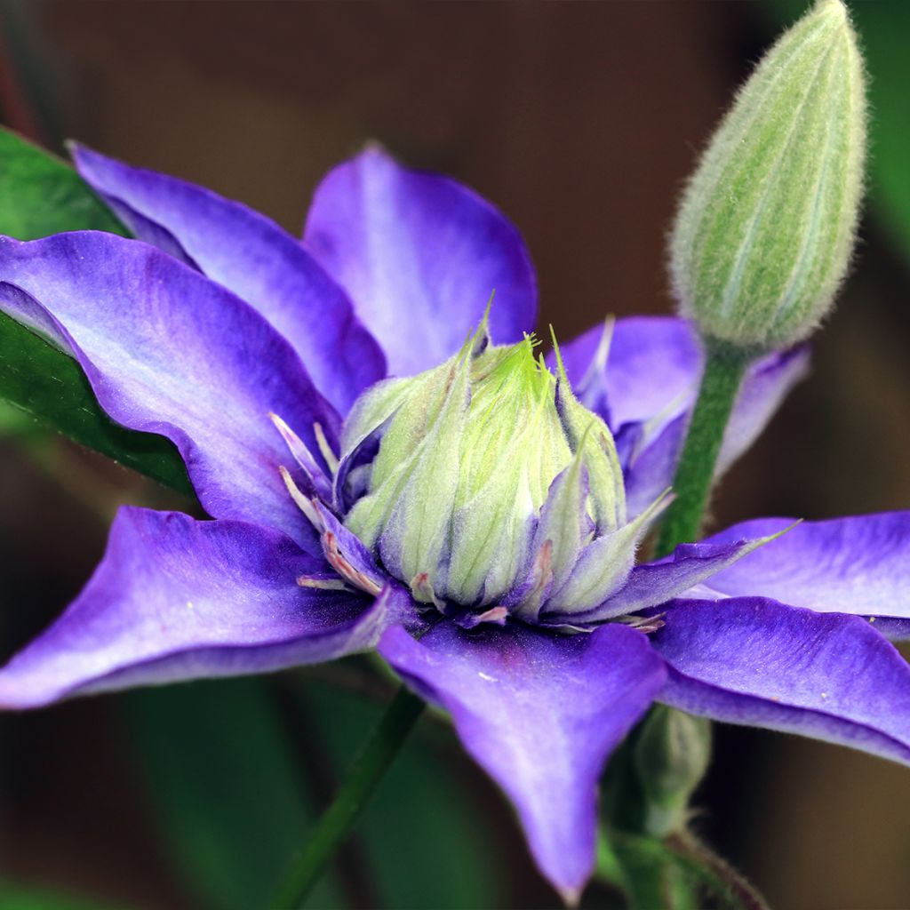 Clematis Multi Blue - Clematide