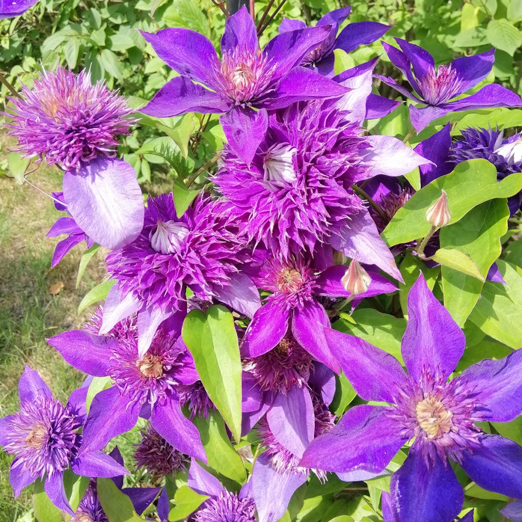 Clematis Multi Blue - Clematide